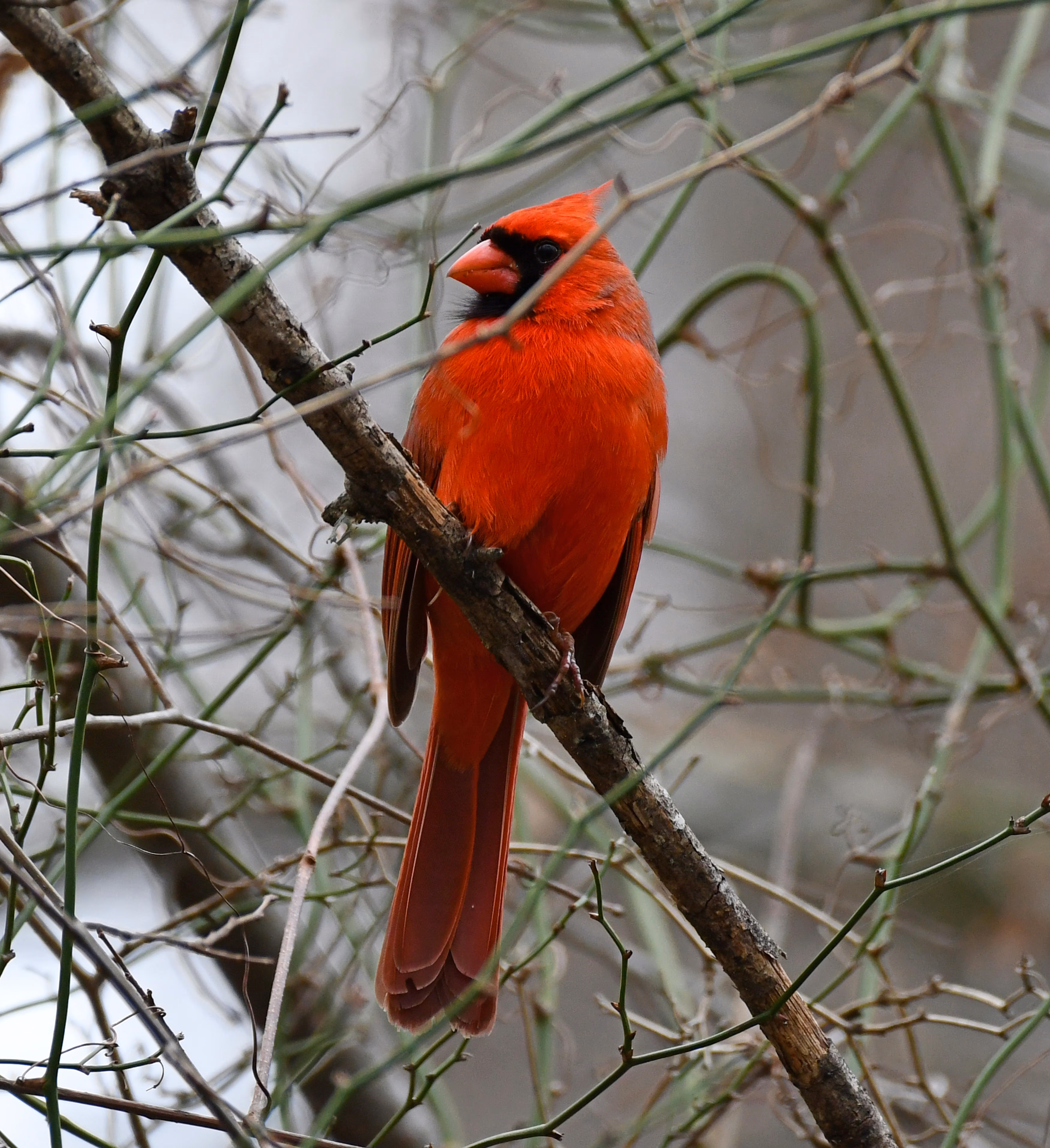 Cardinal rouge perché sur une branche d'arbre parmi des branches fines sans feuilles.