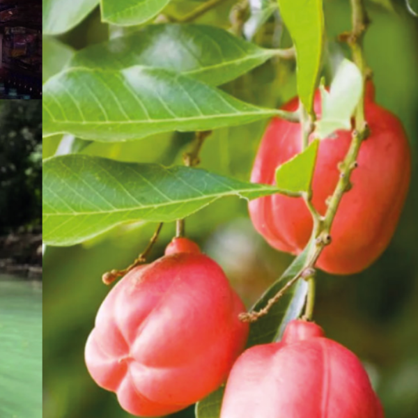 Ripe ackee fruit on the branch