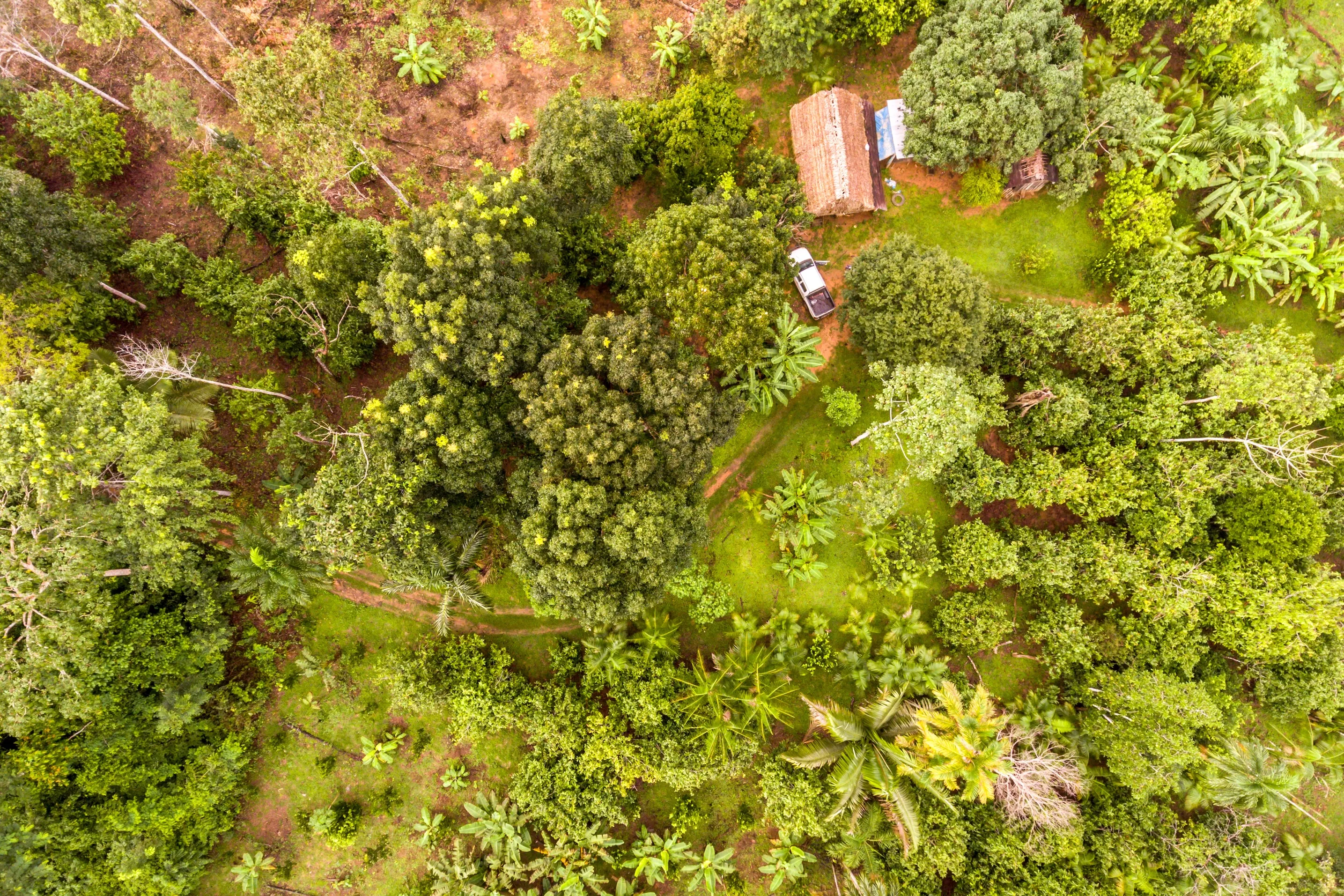 Aerial view of dense tropical forest with a small dirt path, a thatched-roof hut, and a white vehicle amidst the greenery.