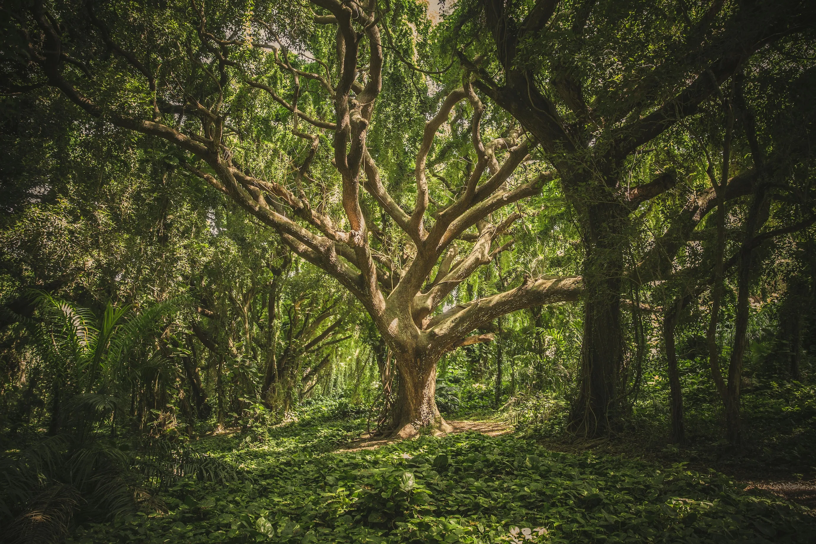 Large tree with sprawling branches in a dense green forest under filtered sunlight.