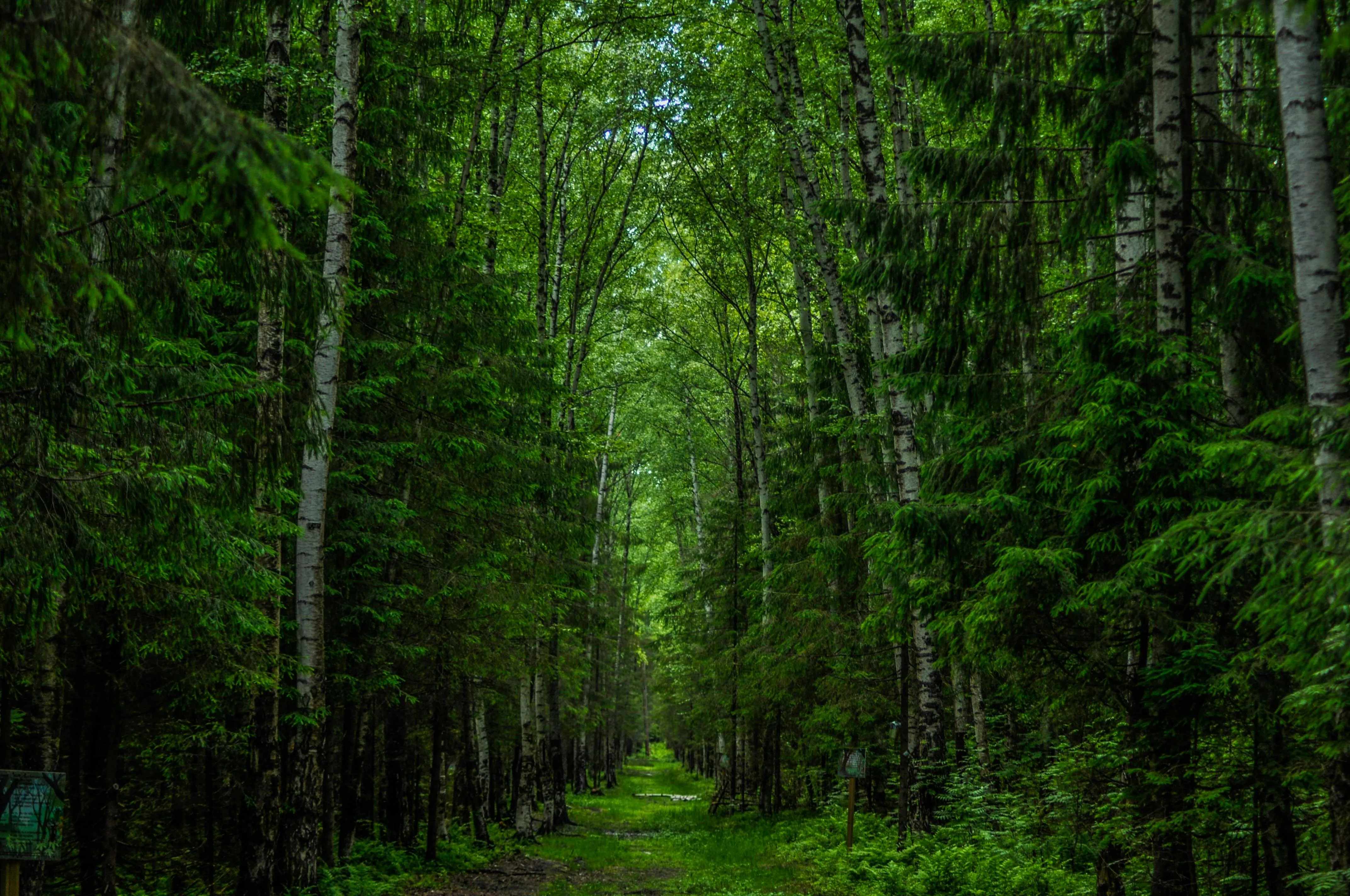 Dense green forest with tall trees and a narrow grassy path running through the middle.