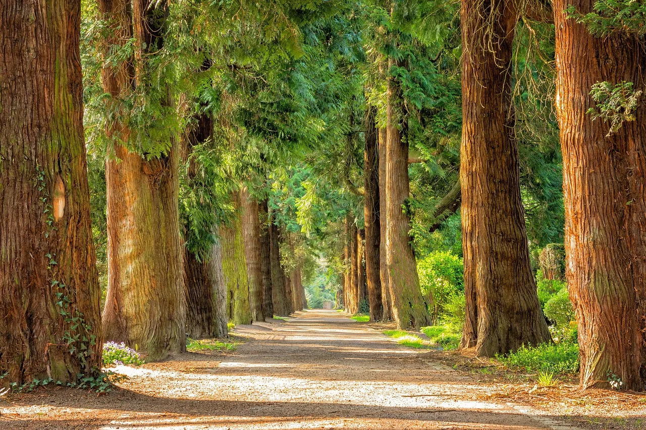 Sunlit dirt path lined with tall, thick trees with green foliage on both sides in a forest.