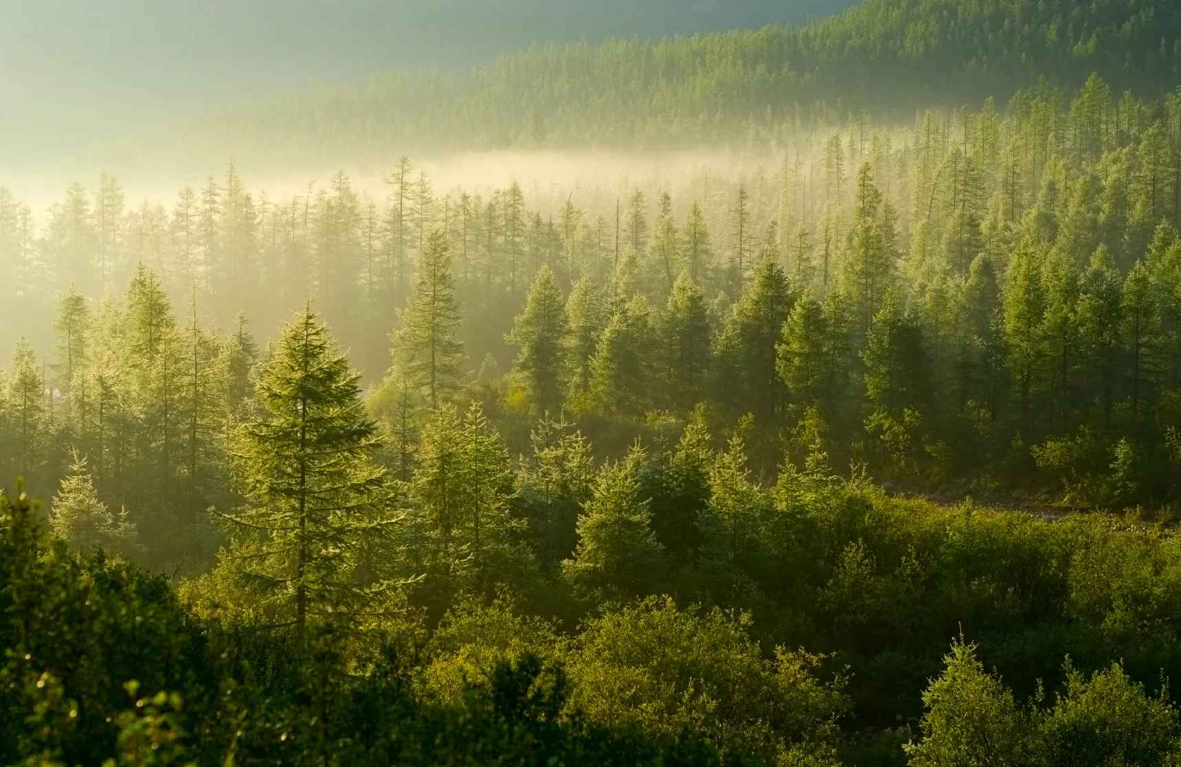 Sunlit dense forest with mist hovering above the trees in the morning.