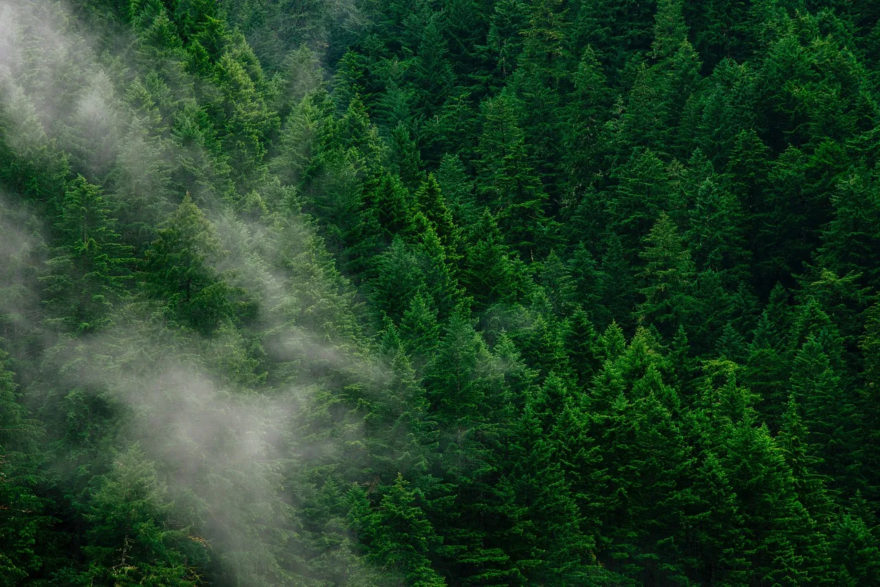 Fog gently drifting over dense green pine trees in a forested mountain area.