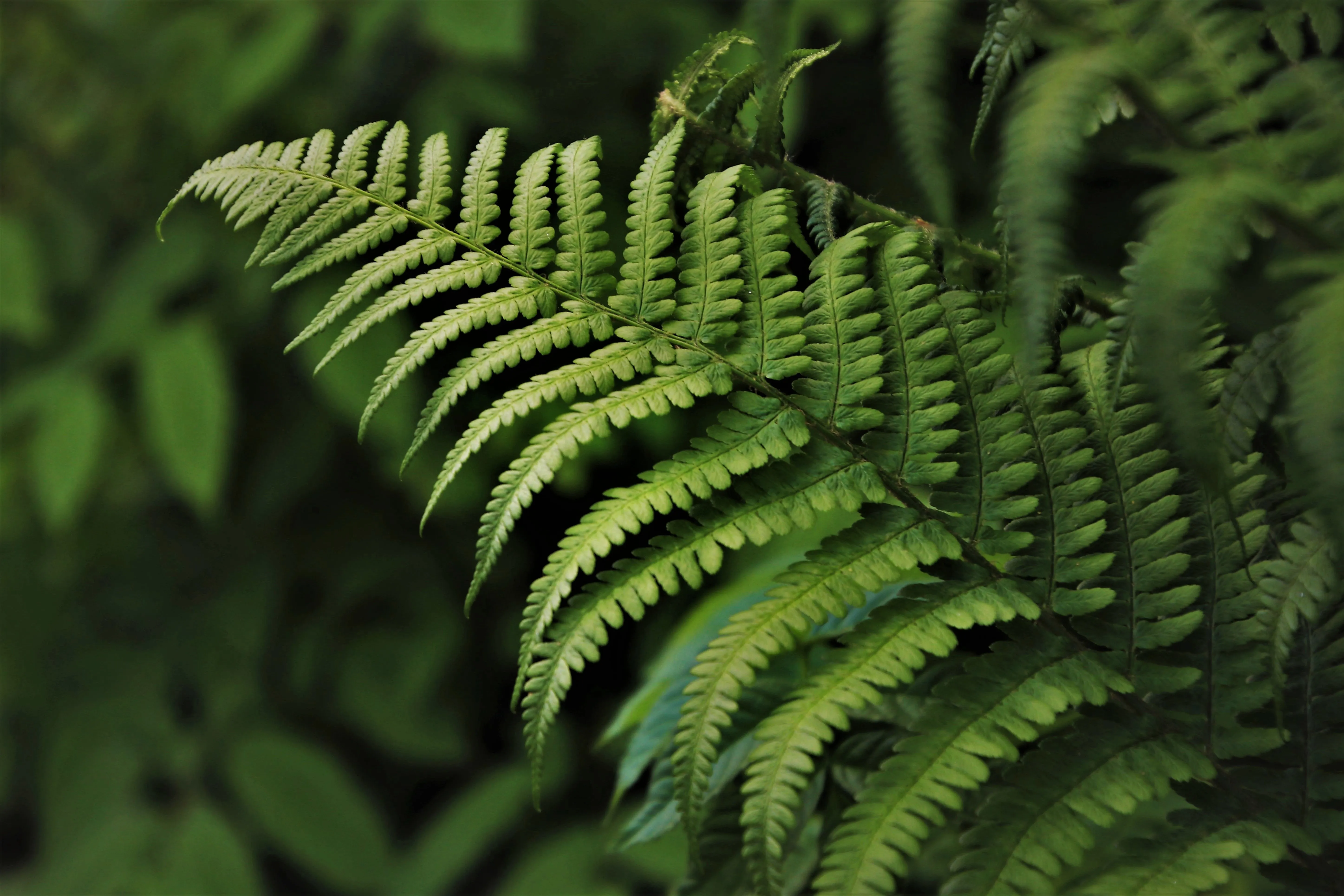 Close-up of a green fern leaf with detailed leaflets against a blurred green background.