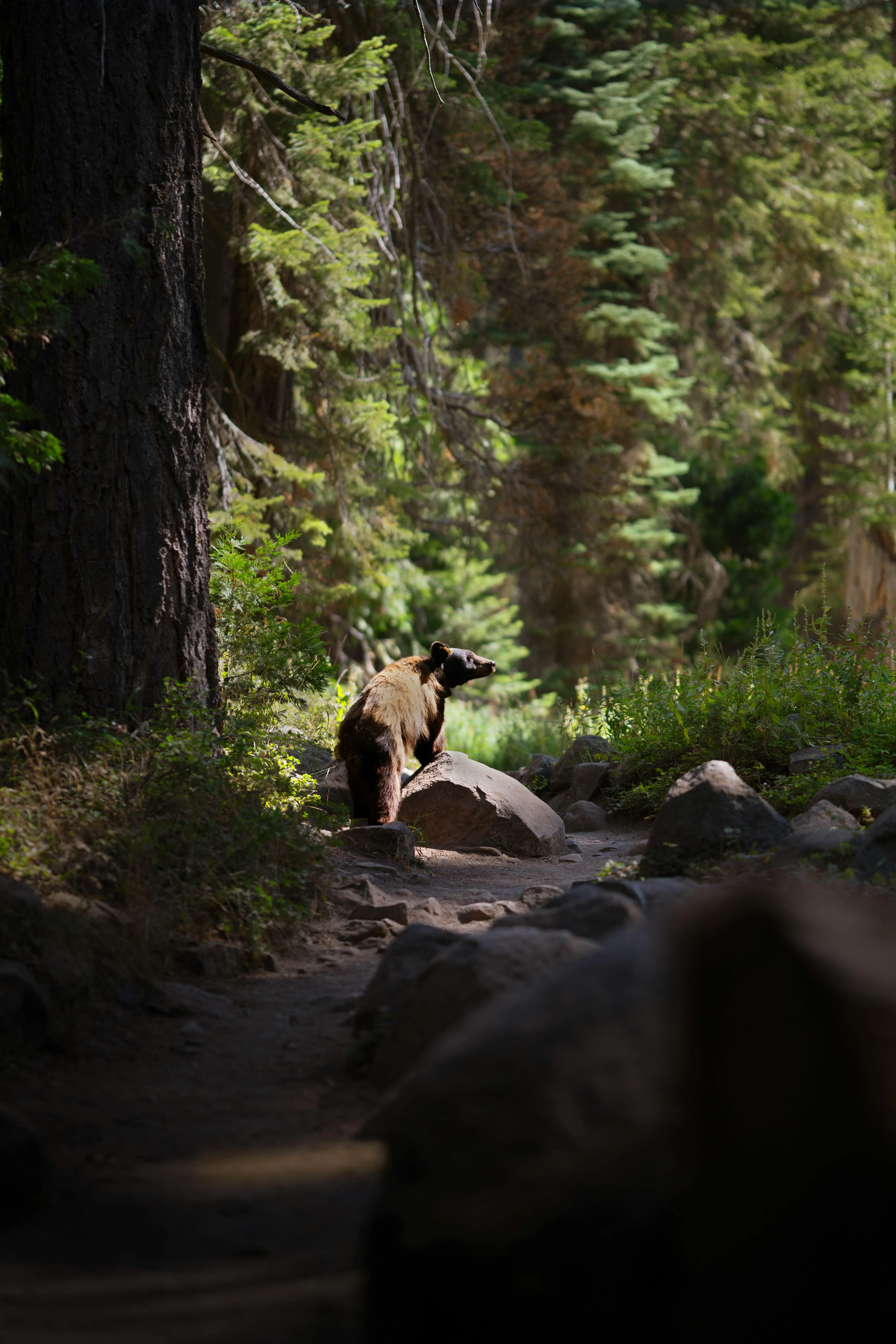 Black bear standing on a rock in a shaded forest trail surrounded by trees and greenery.