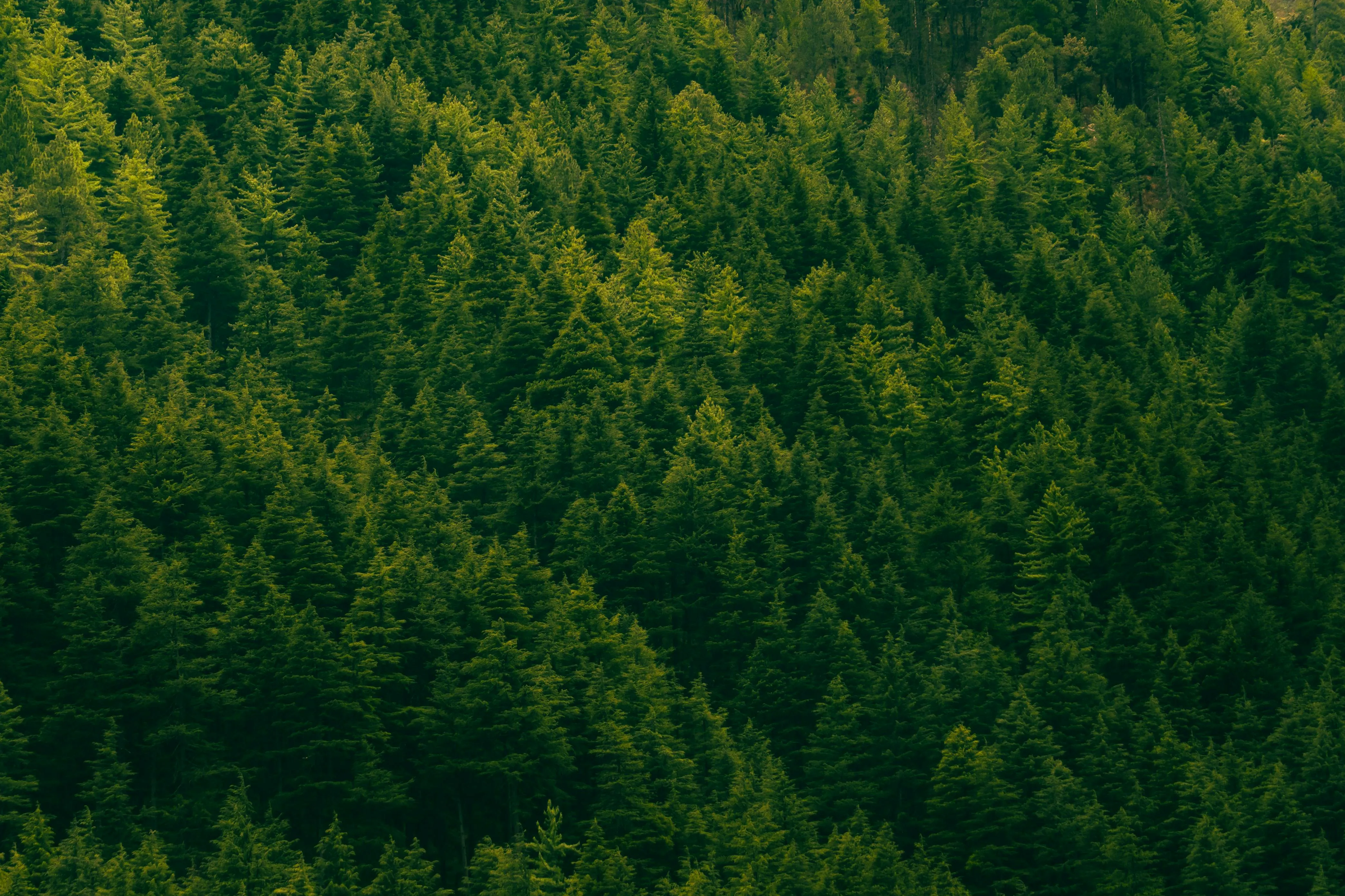 Dense forest of green pine trees covering a hillside.