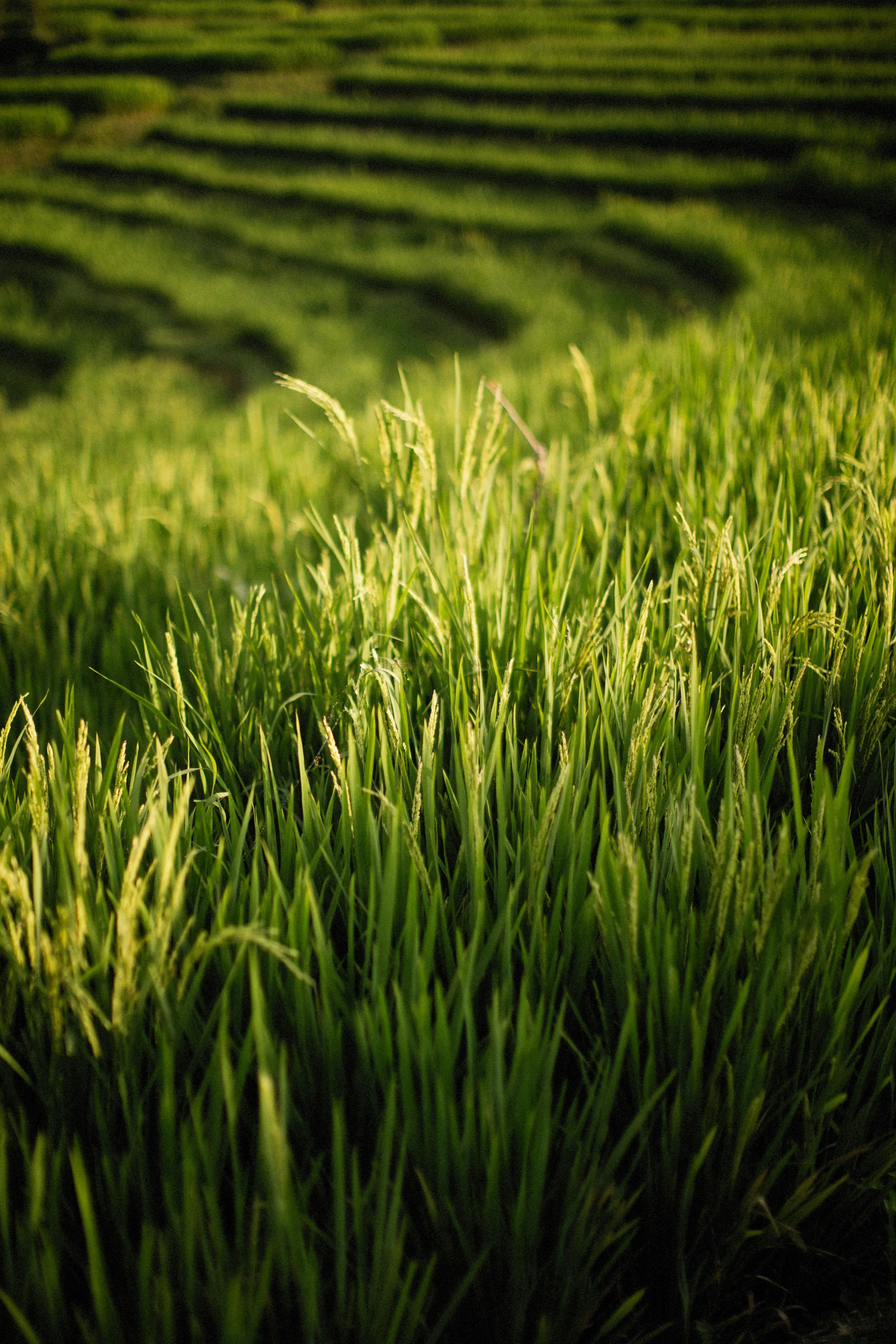 Close-up of green rice plants with rice terraces blurred in the background.