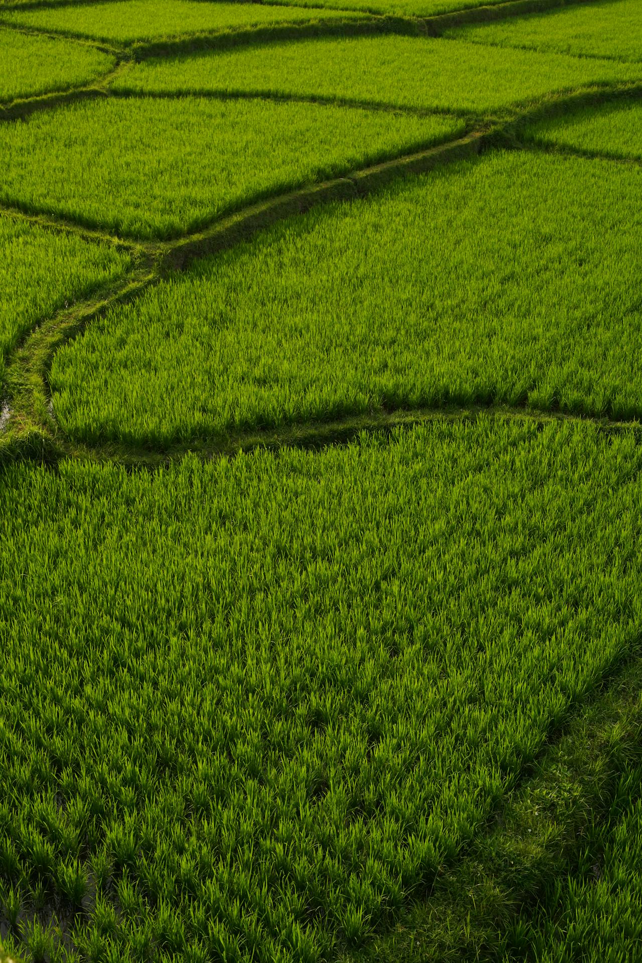 Aerial view of lush green terraced rice fields with dividing ridges.