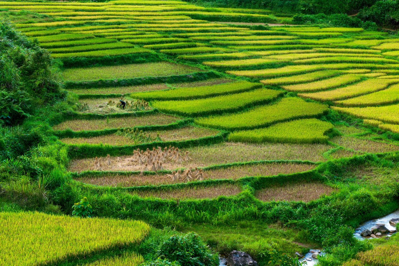 Terraced rice fields with vibrant green and yellow crops and a person working in one of the fields.