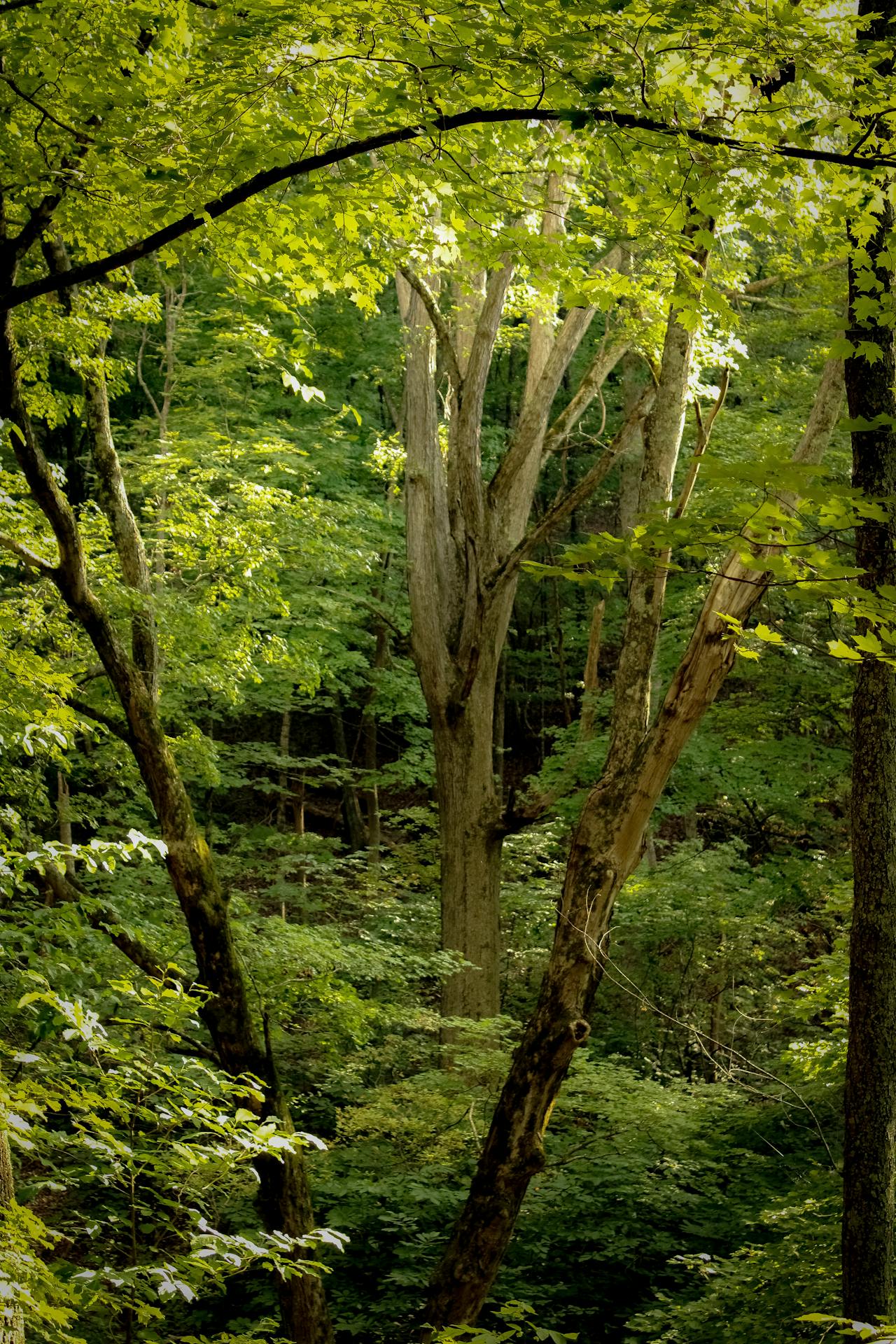 Dense forest with tall trees and vibrant green leaves illuminated by sunlight.