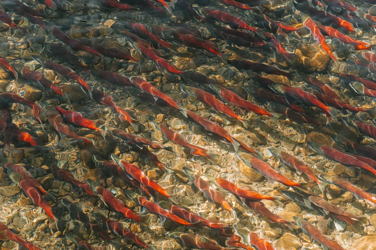 A large school of orange fish swimming in clear, shallow water over a rocky bed.