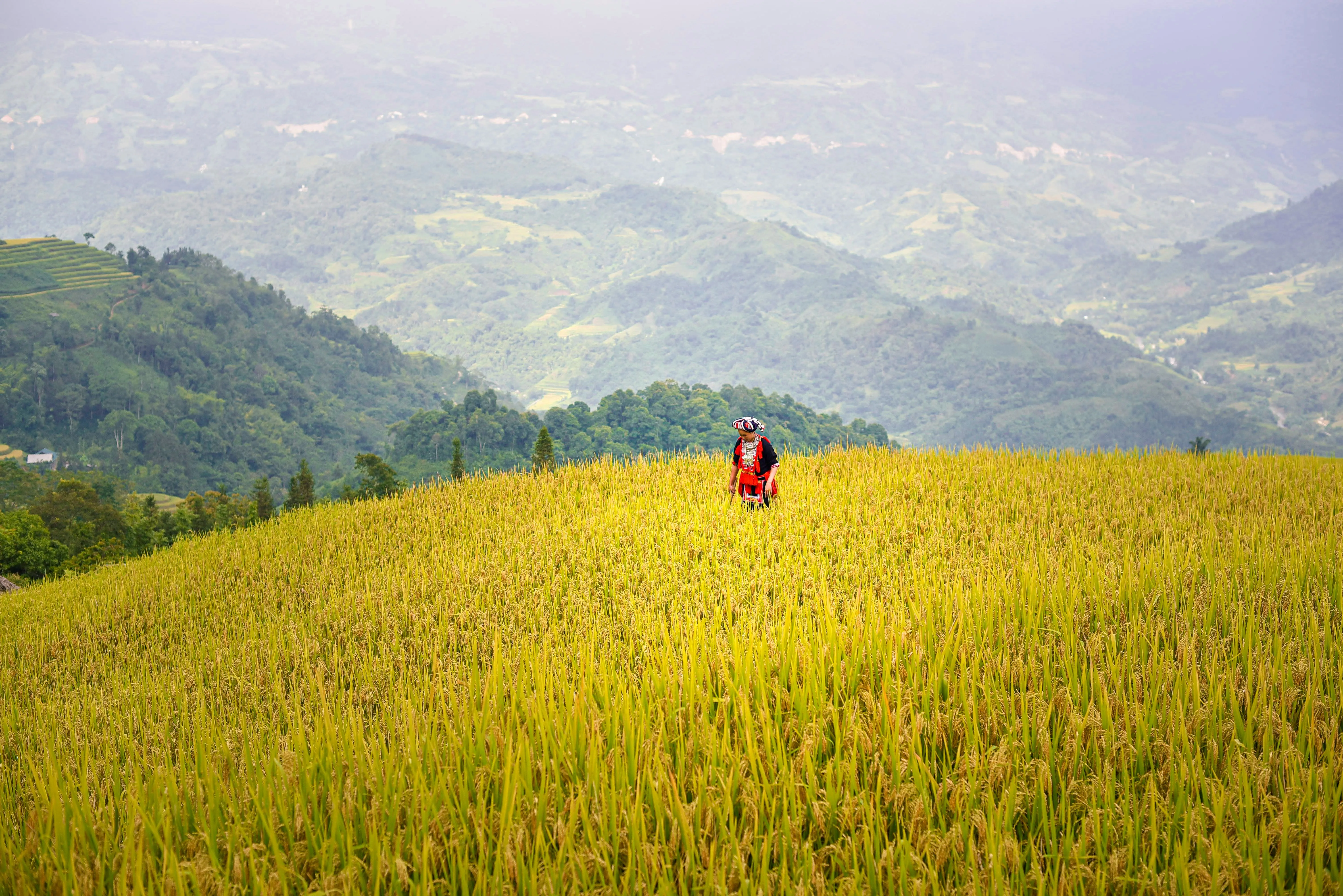 Person in traditional attire standing in a yellow-green rice field with forested hills in the background.