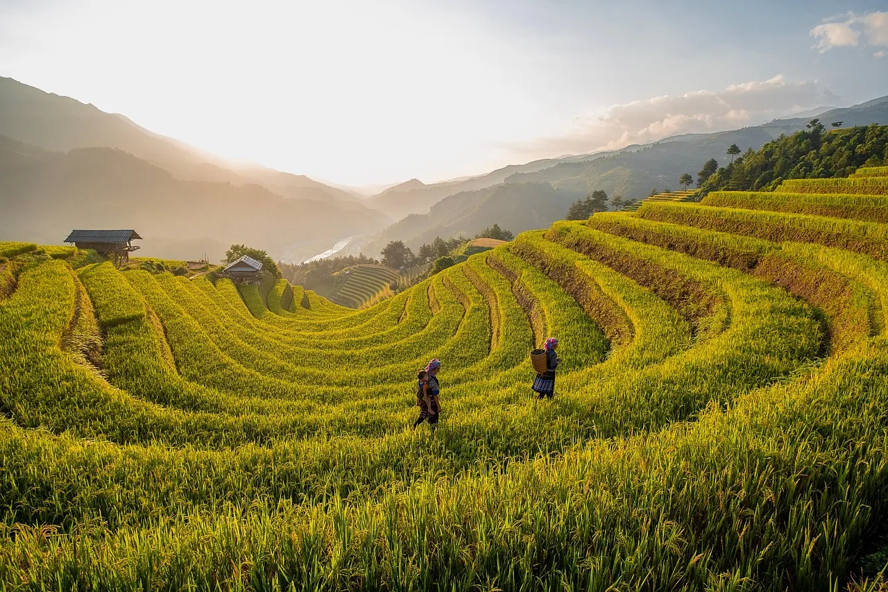 Terraced rice fields in a mountainous area at sunrise with two people walking through the crops.
