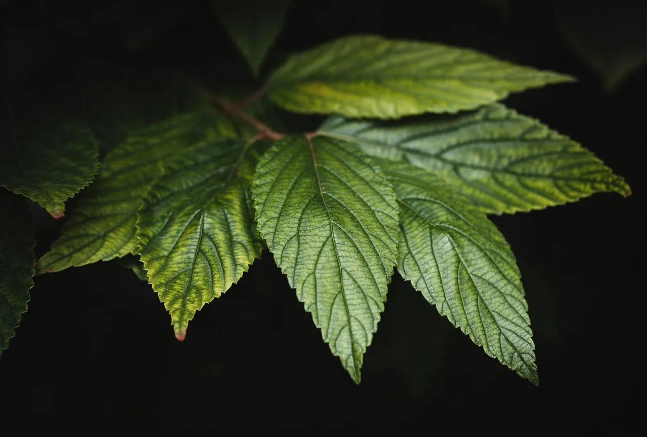 Close-up of several green leaves with visible veins against a dark background.