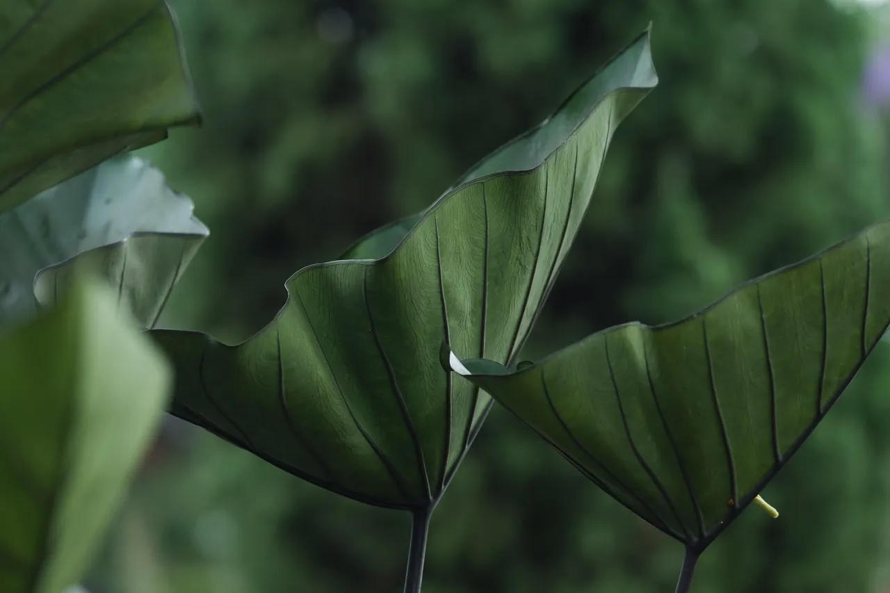 Close-up of large green leaves with prominent veins against a blurred green background.