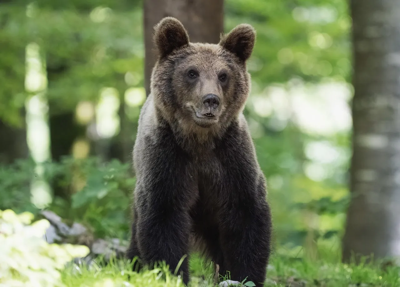 Young brown bear standing on grass in a forest with blurred trees in the background.