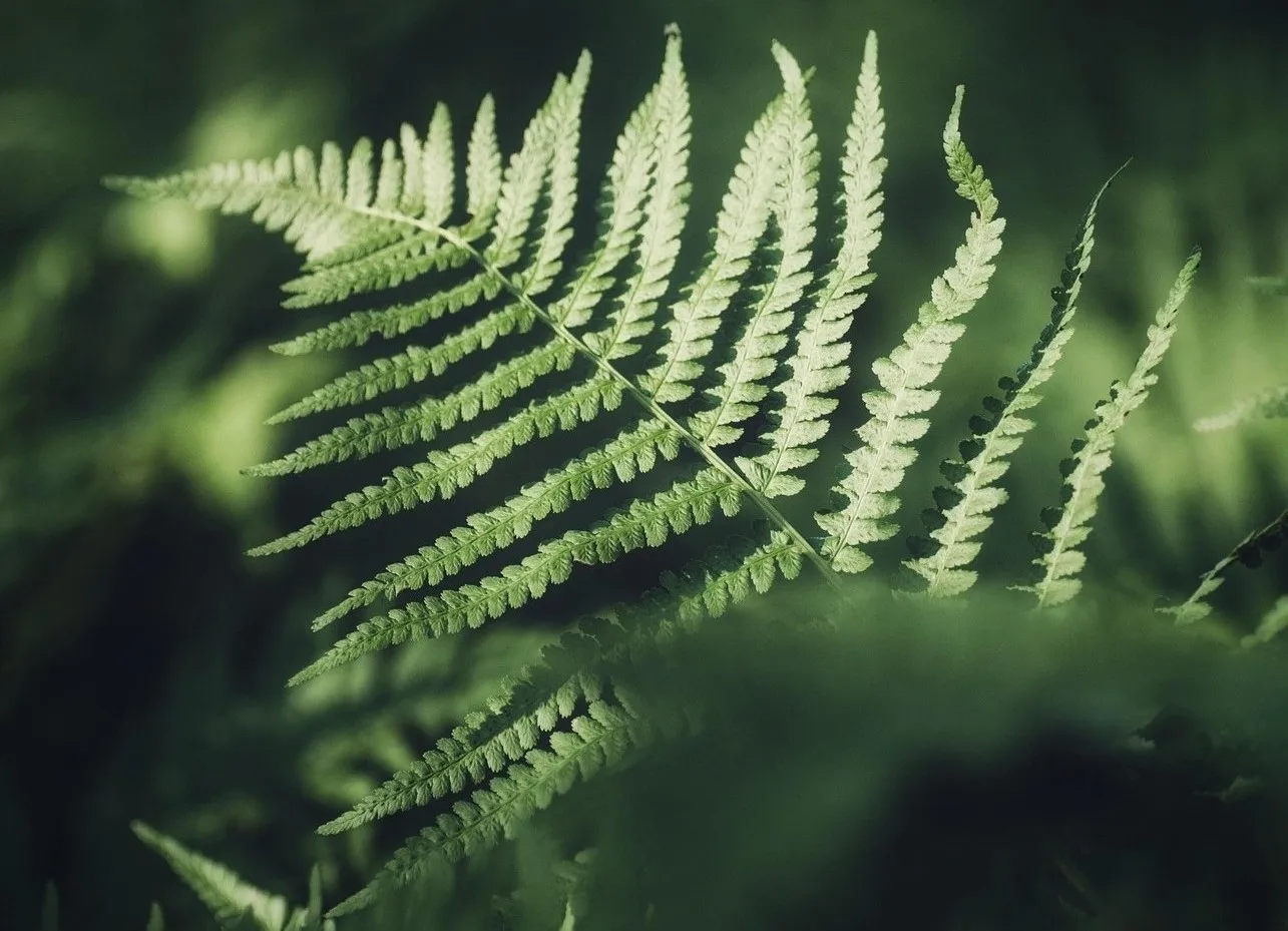 Close-up of a green fern leaf with detailed leaflets and soft natural lighting.