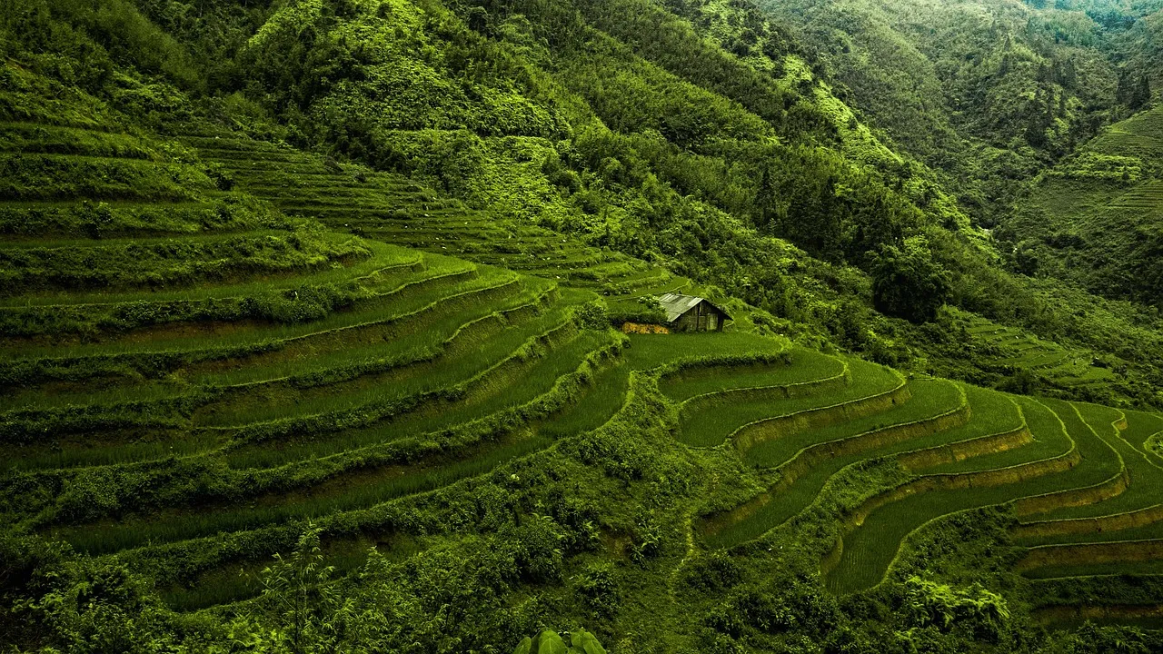 Lush green terraced rice paddies on a hillside with a small rustic hut surrounded by dense forest.