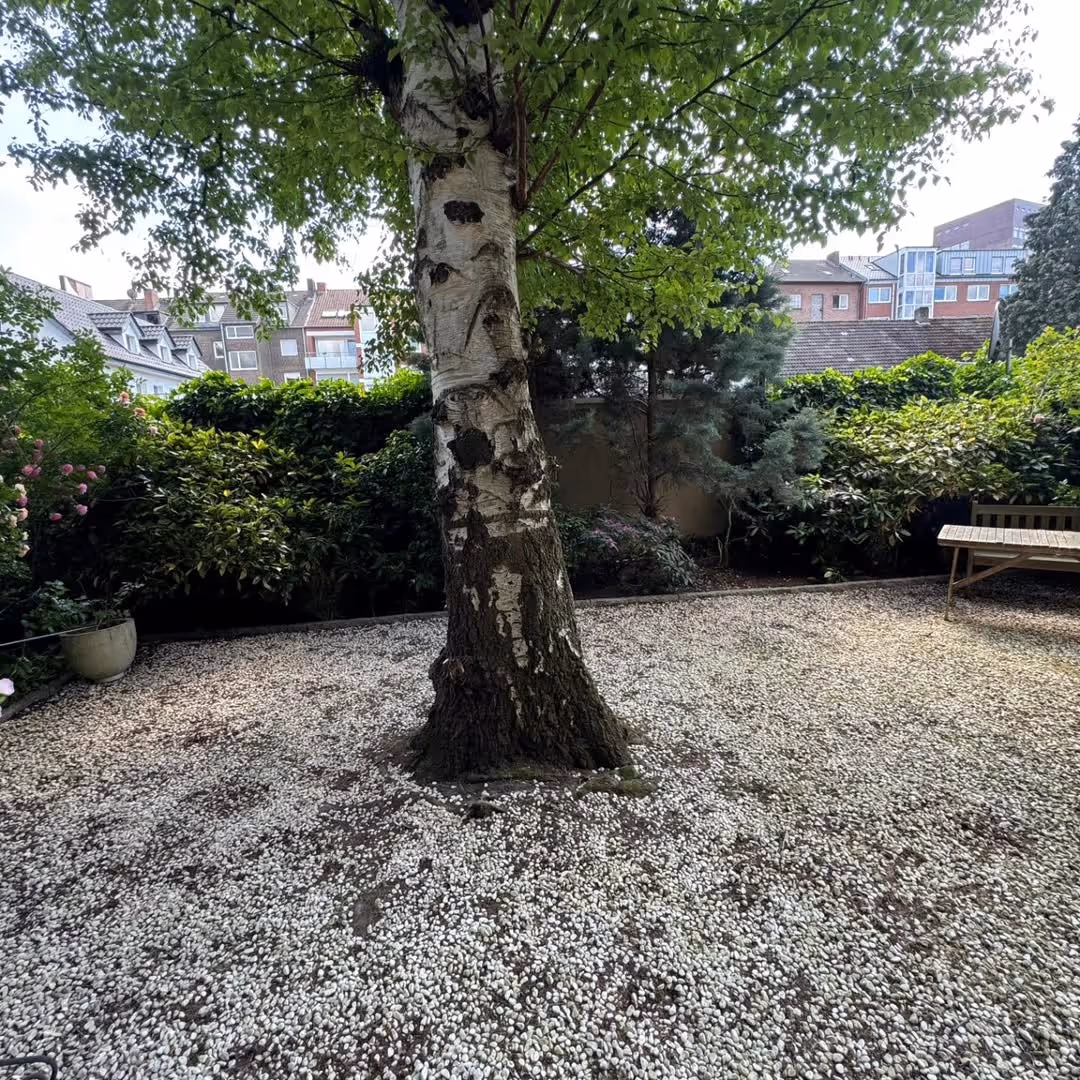 Innenhof mit Birke und Kiesfläche – Referenz Astrein GmbH Münster