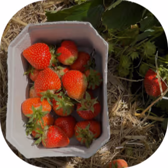 Freshly picked strawberries in a basket at a strawberry field near Münster, a popular summer activity for students and locals.