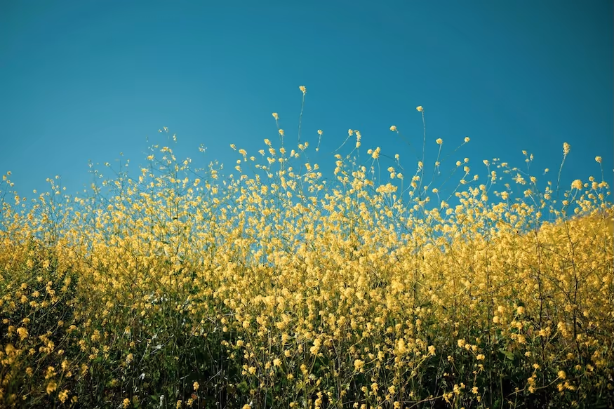 Field of tall yellow wildflowers under a clear blue sky.