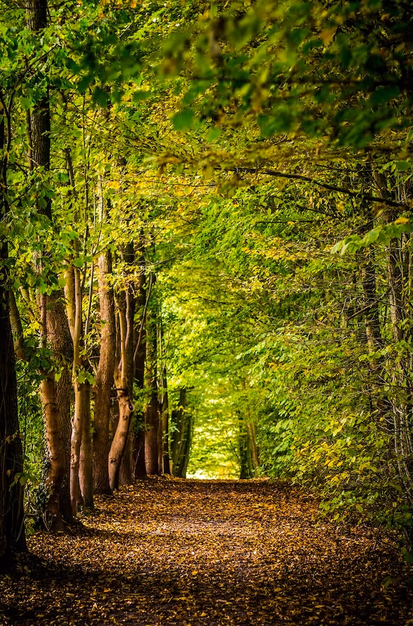 Forest path covered in fallen leaves with trees on both sides and green foliage overhead.
