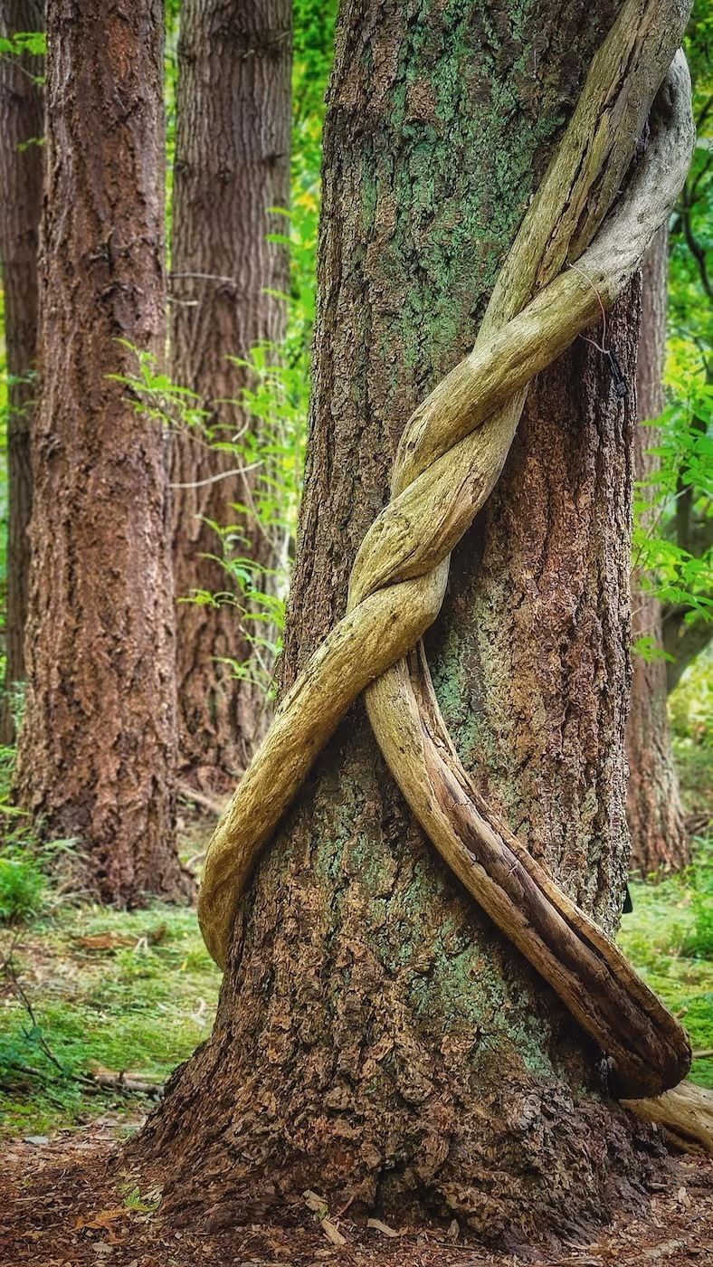 Large tree trunk in a forest with two thick intertwined vines wrapped around it.