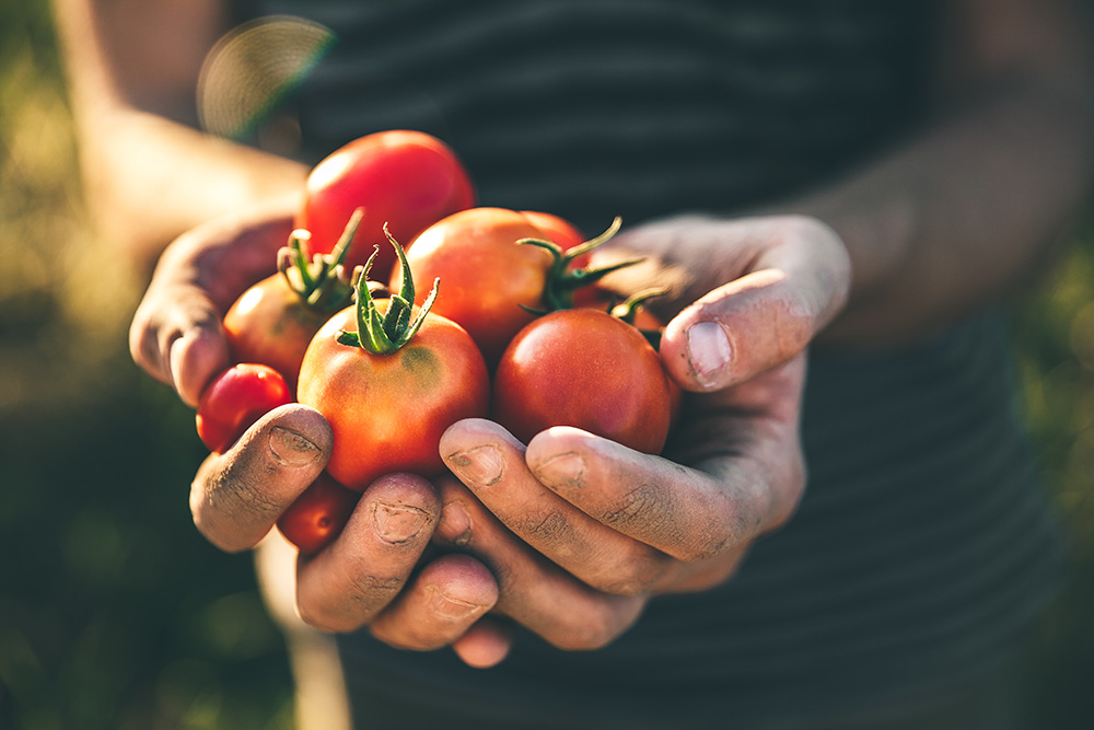 Close-up of hands holding freshly picked ripe tomatoes with dirt on fingers.