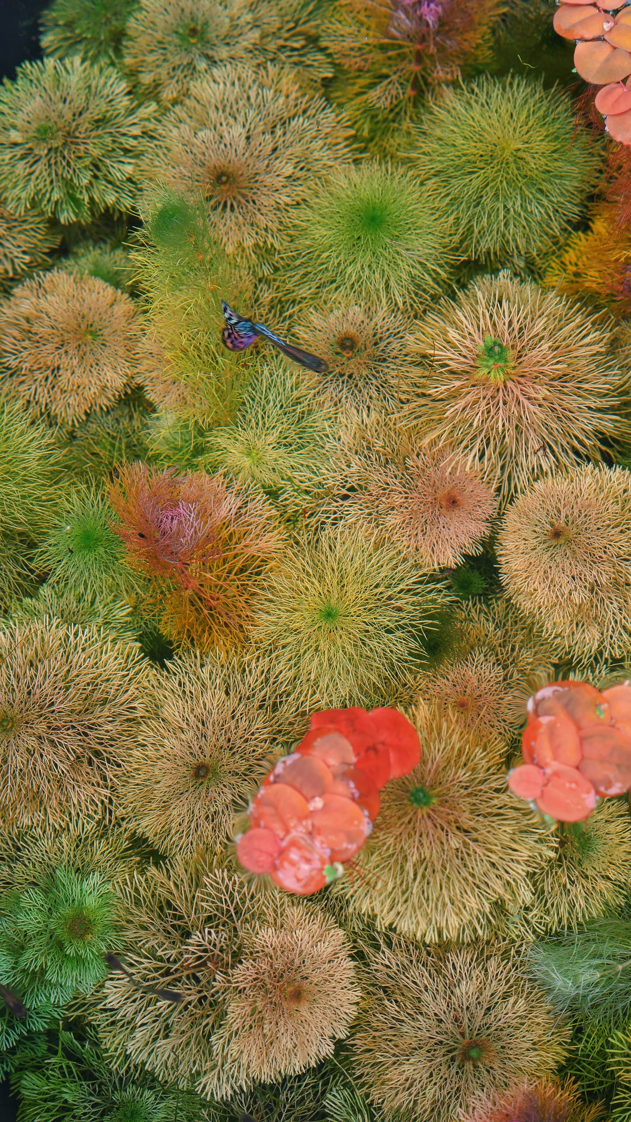 Aquarium with tall green plants above and aquatic plants with small fish below water surface.