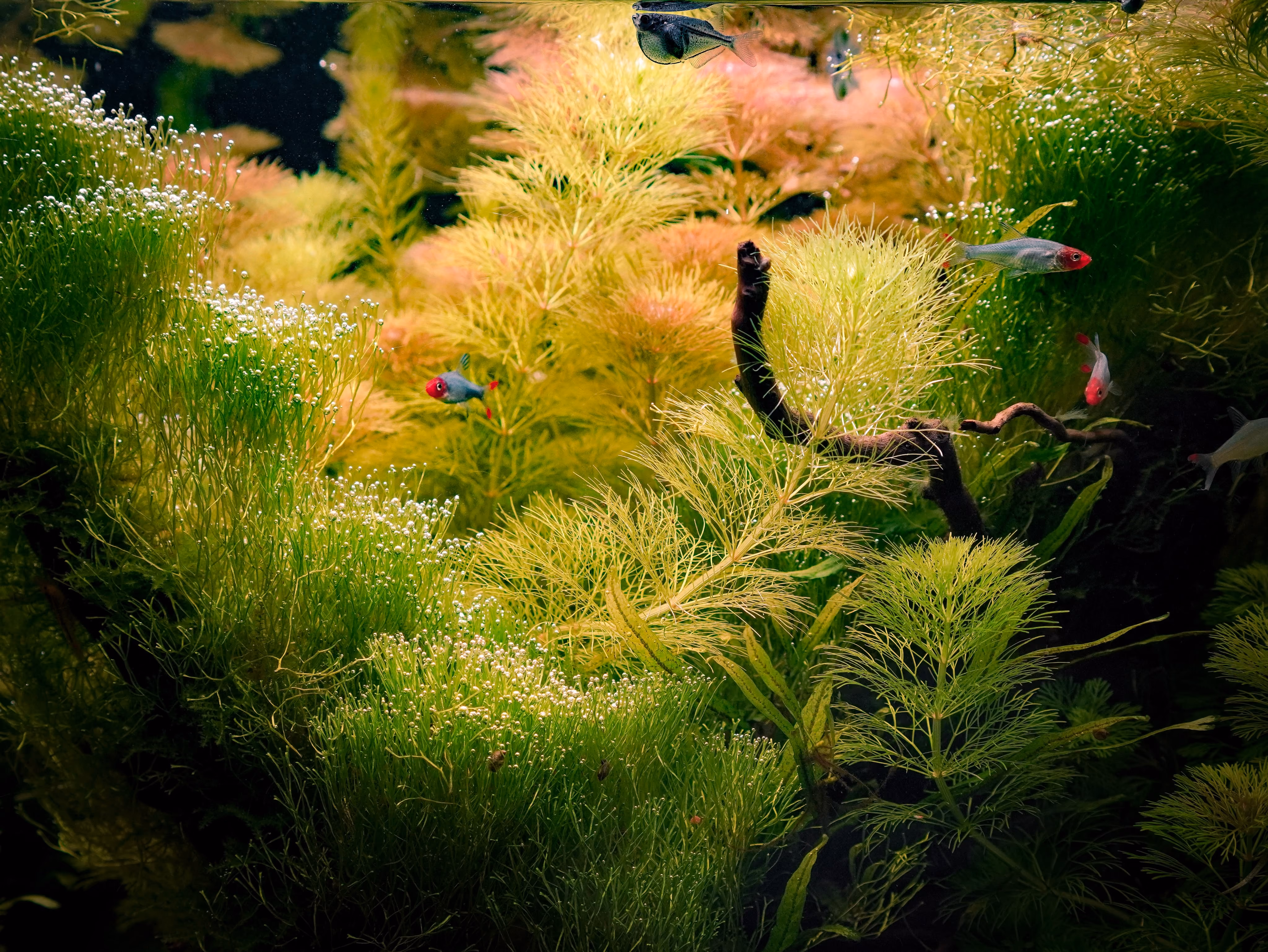 Close-up of green aquatic plants with red underwater plants and driftwood in the background.