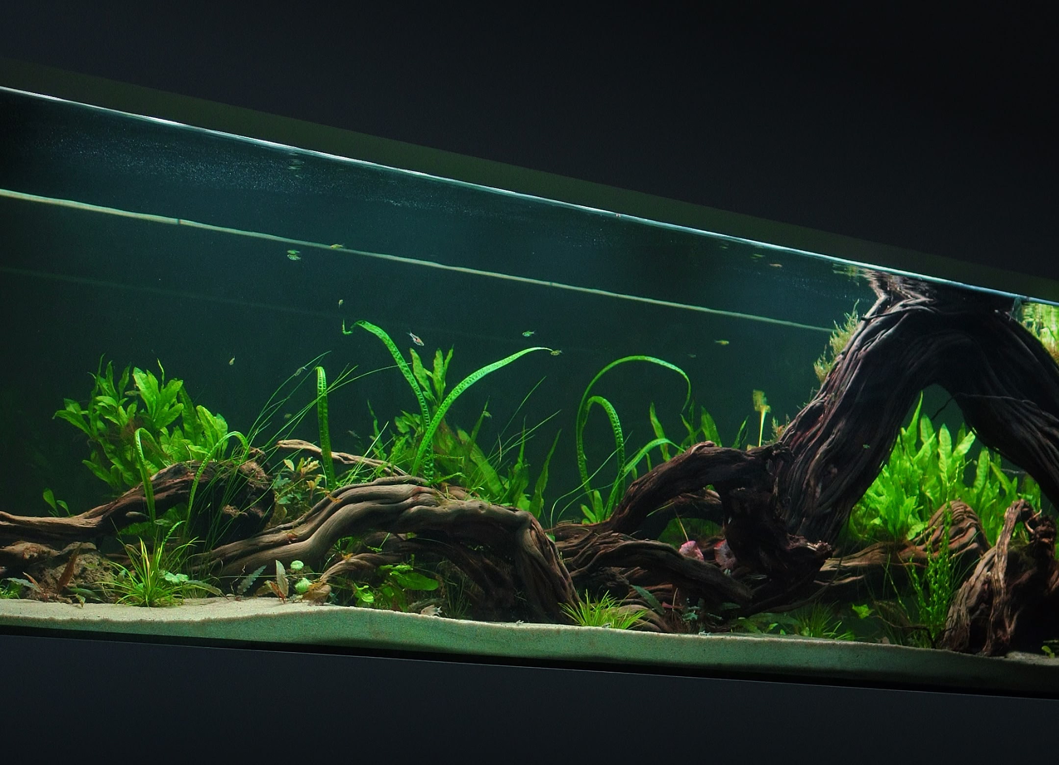 A lush planted aquarium by Qball Aquatics