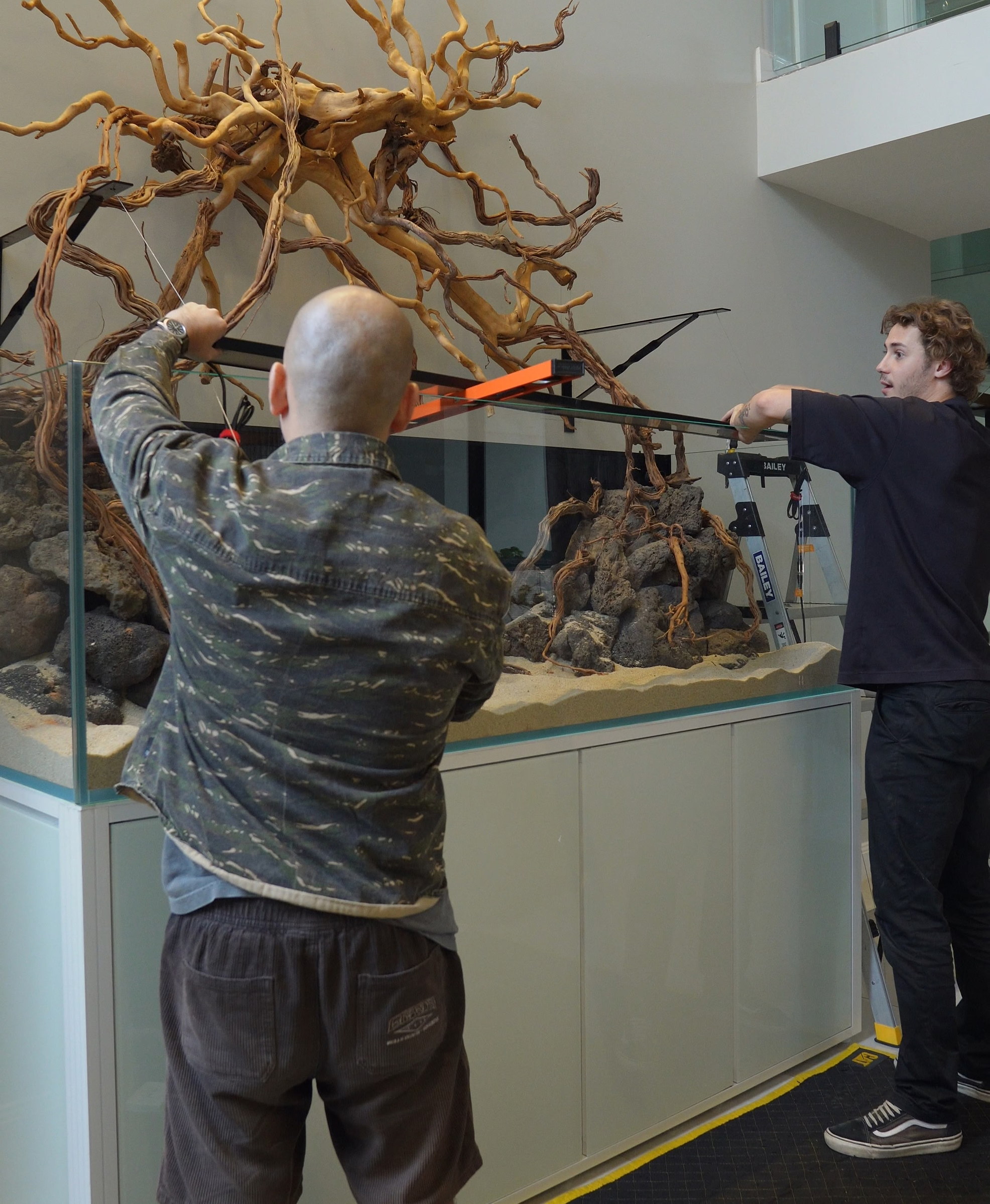 Driftwood aquarium