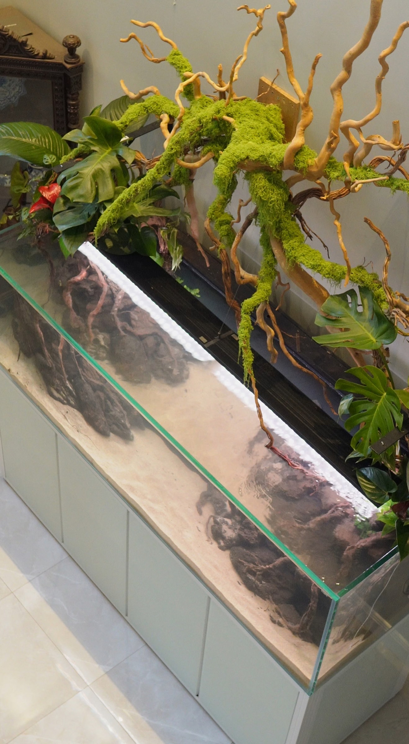 Driftwood aquarium