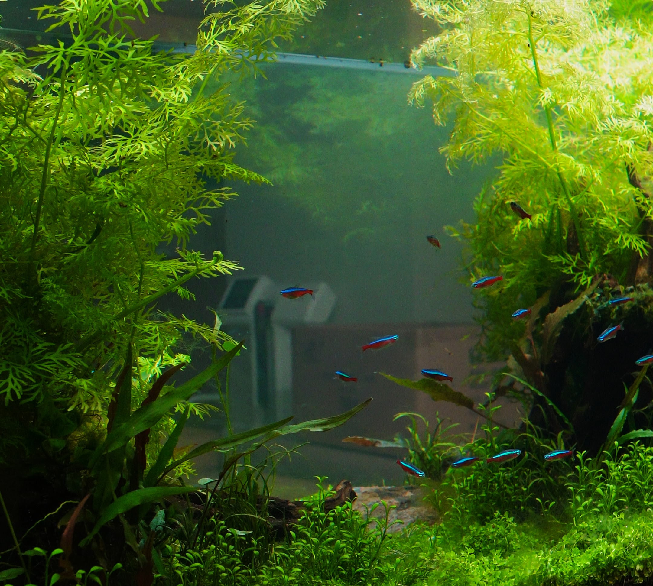 Paediatric clinic aquarium