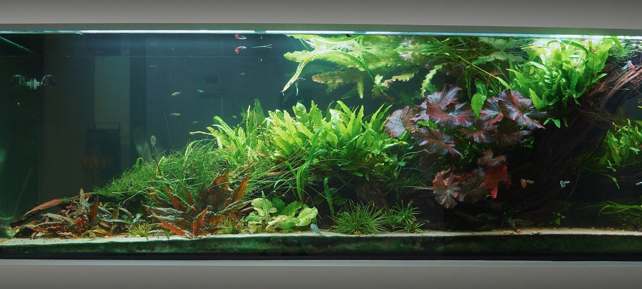 8ft peninsula aquarium