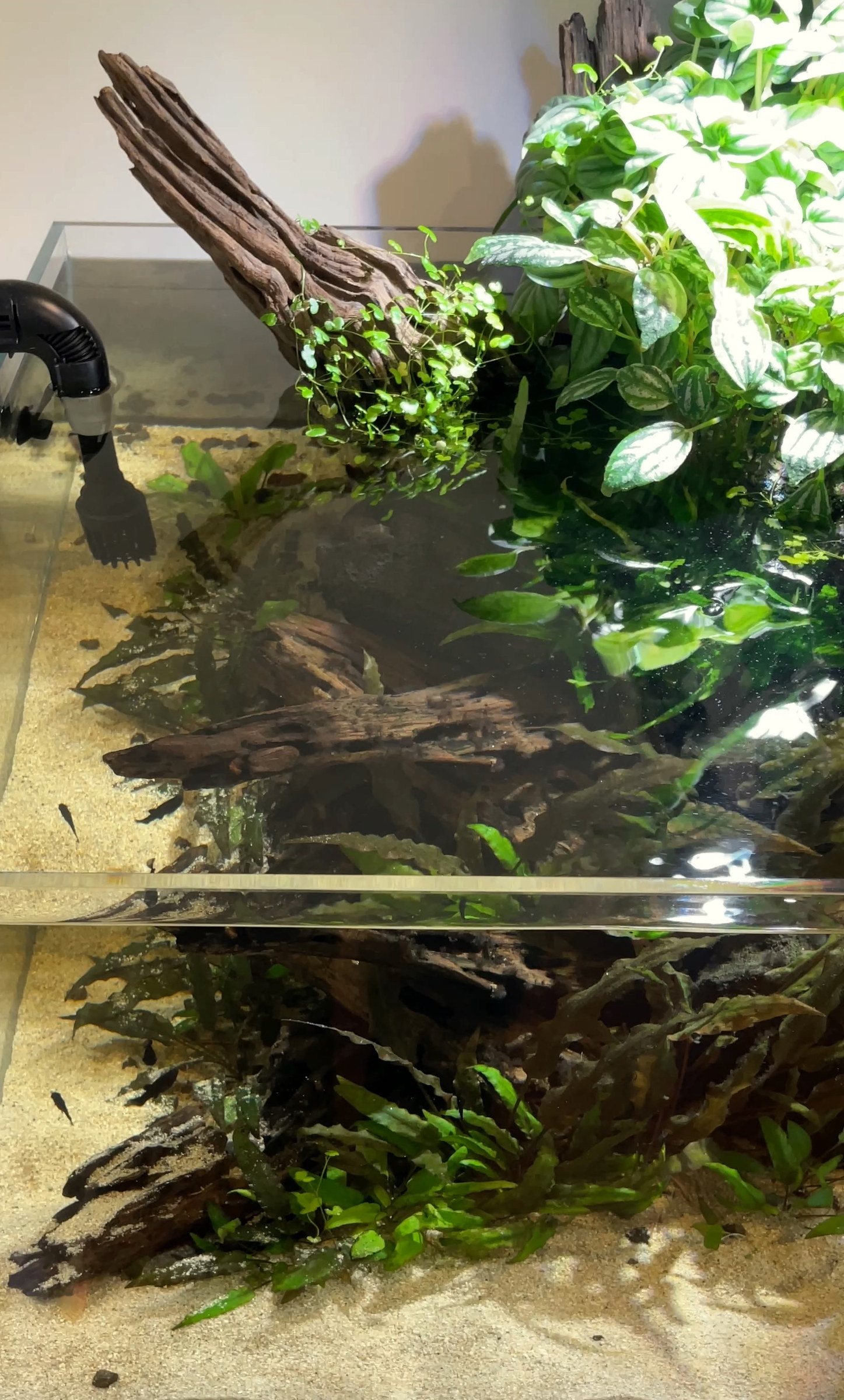 Low-tech shallow aquarium