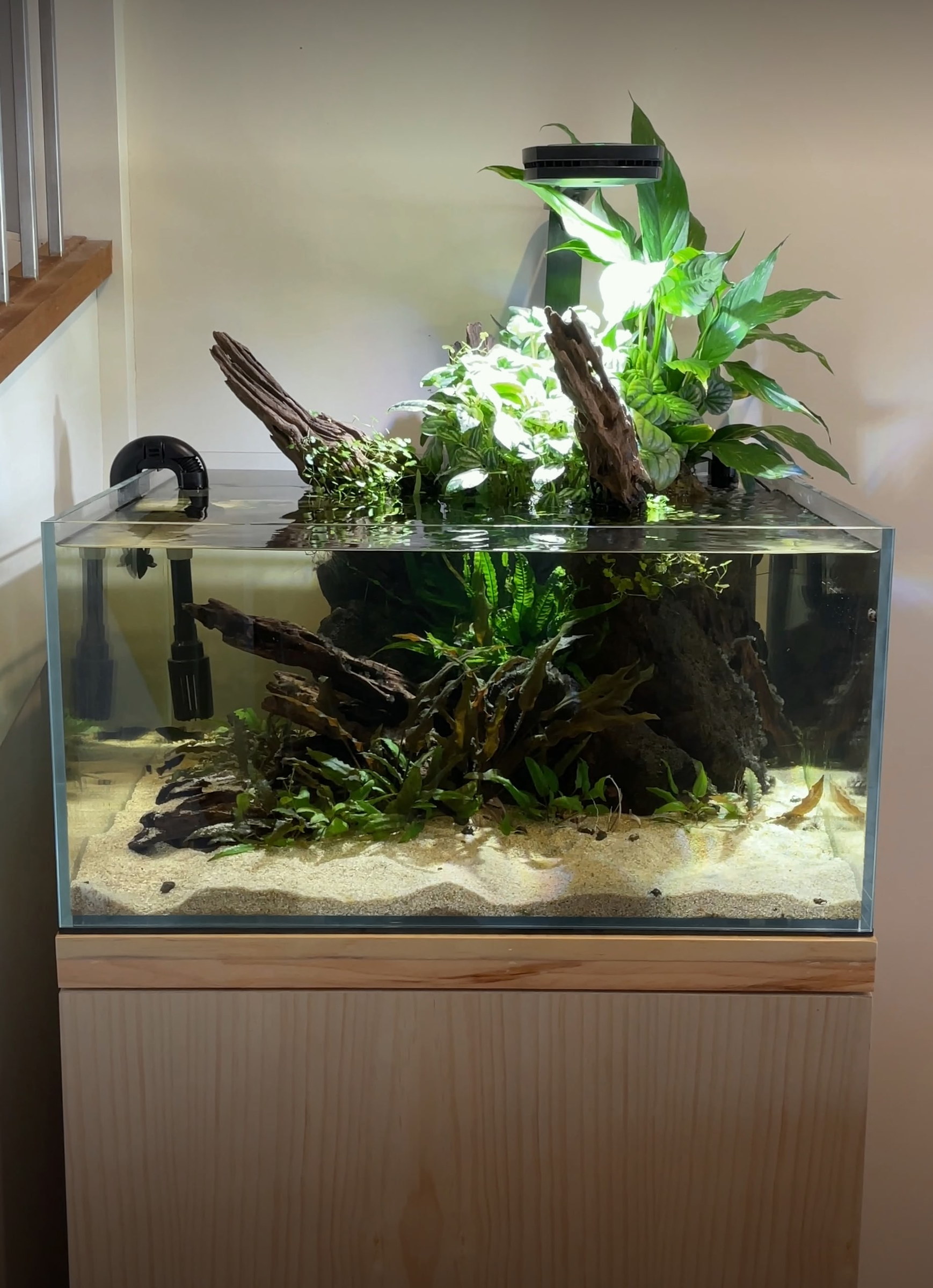 Low-tech shallow aquarium