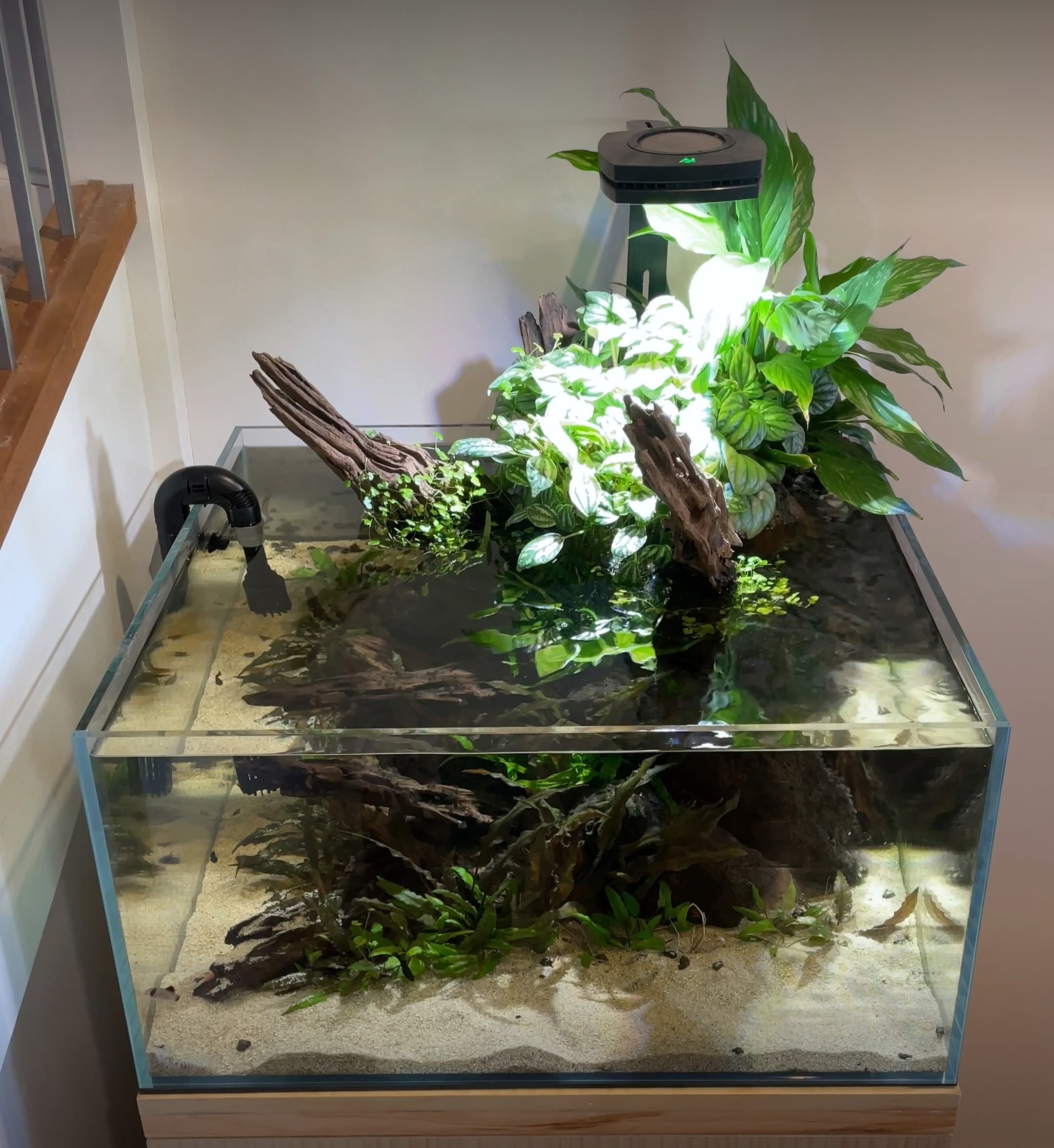 Low-tech shallow aquarium