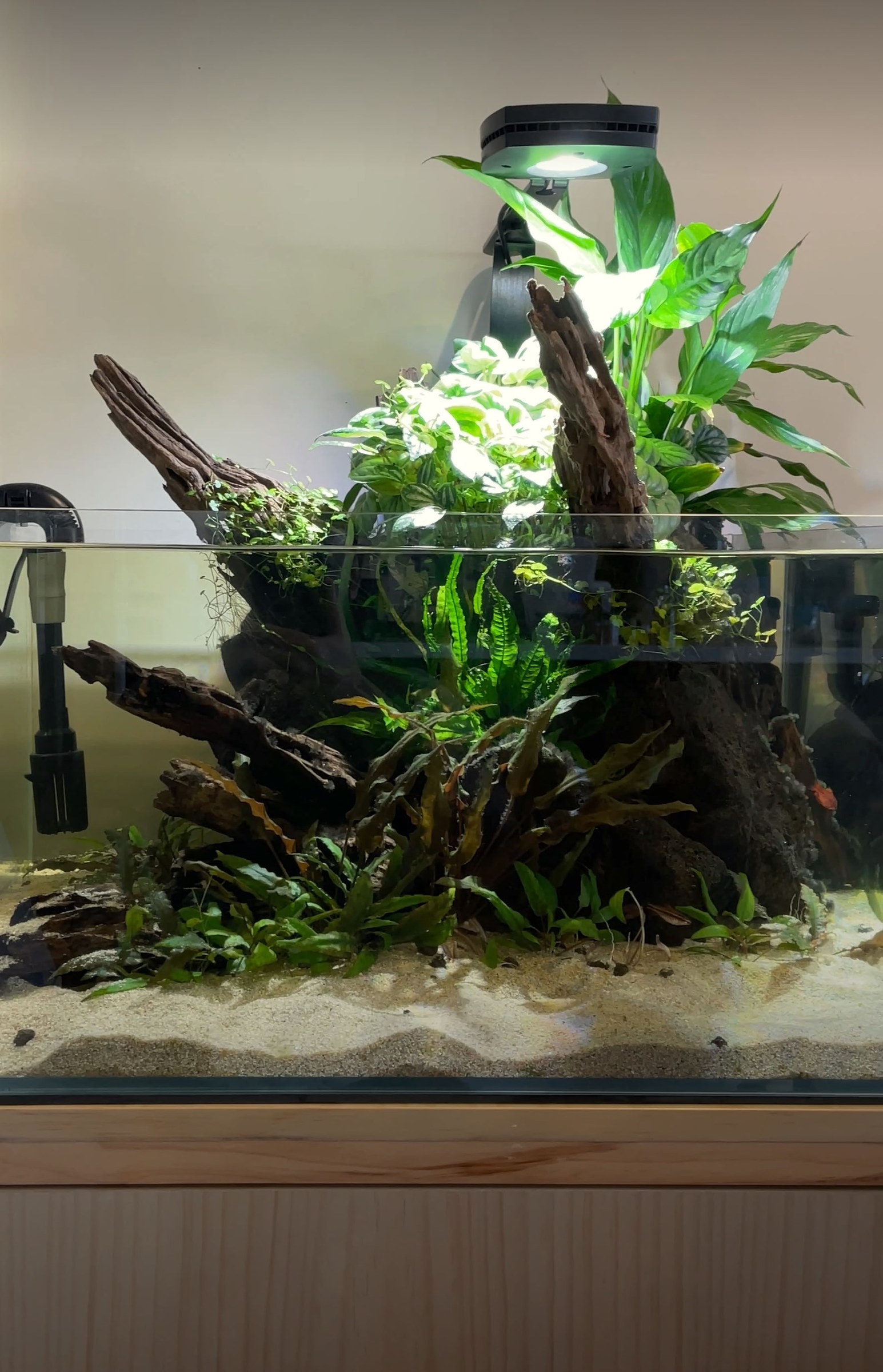 Low-tech shallow aquarium