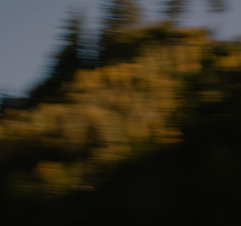 Blurred image of trees with green and yellow foliage against a gray sky.