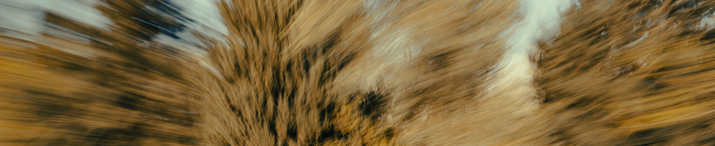 Blurred motion image of tall trees with autumn foliage under a partly cloudy sky.