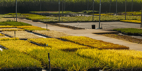 Rows of yellow and green ornamental grass plants neatly arranged in a nursery with pathways in between.