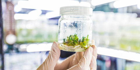 Gloved hand holding a transparent jar with green plant sprouts inside, in a bright laboratory setting.