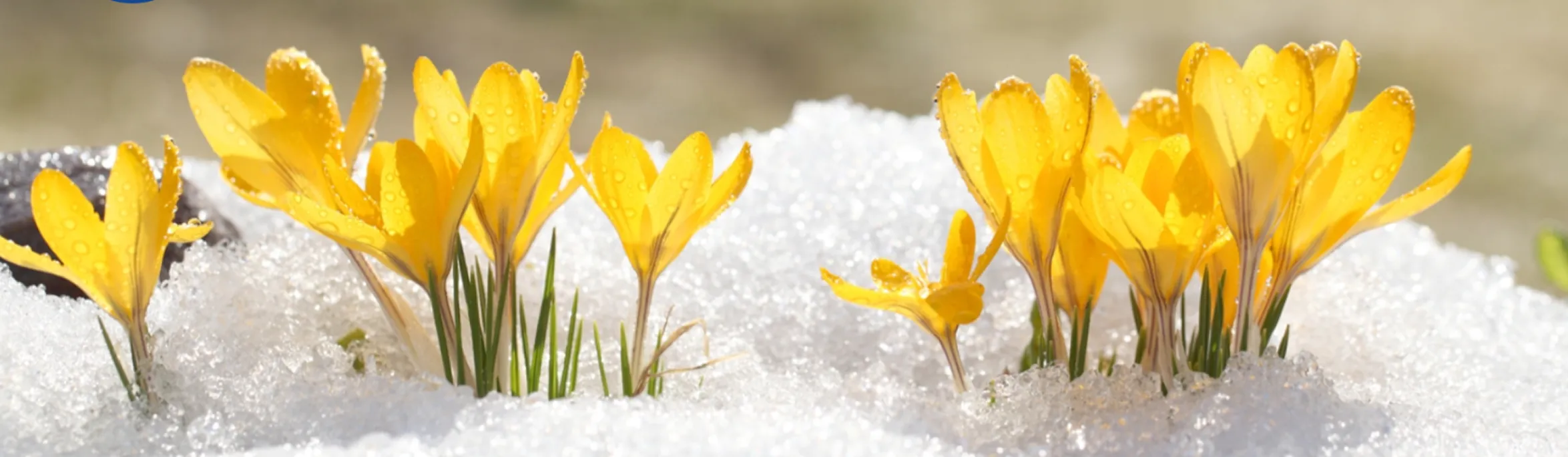 Yellow crocus flowers blooming through melting snow with water droplets on petals.