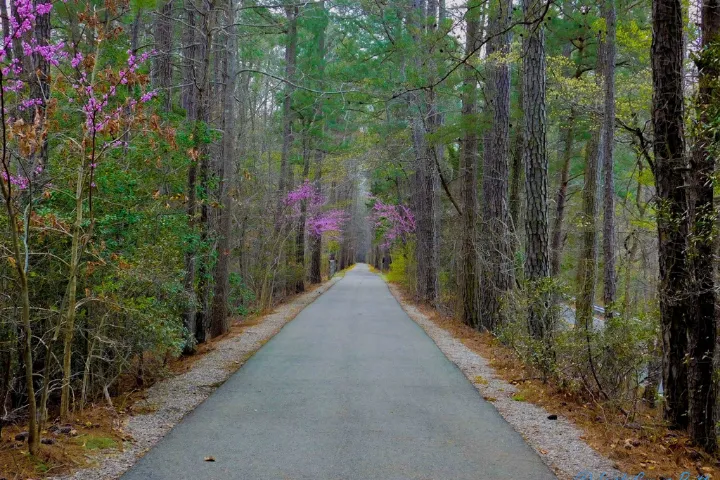 Paved road stretching through a forest with tall trees and blooming pink flowers.