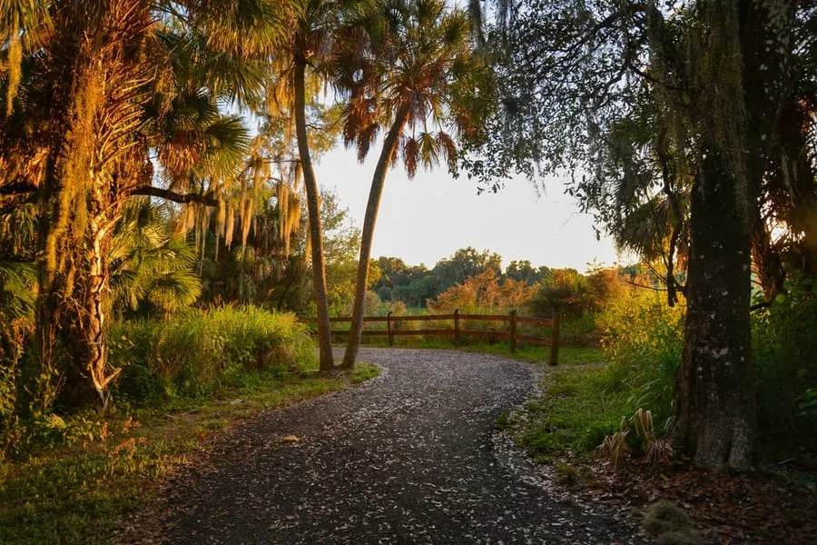 Curved paved path winding through a park with tall palm trees and dense greenery bathed in warm sunlight.