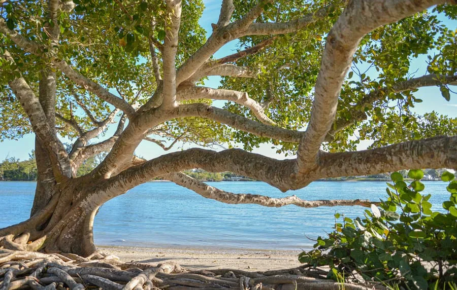 Large tree with sprawling branches and roots on a sandy shore by calm blue water under a clear sky.