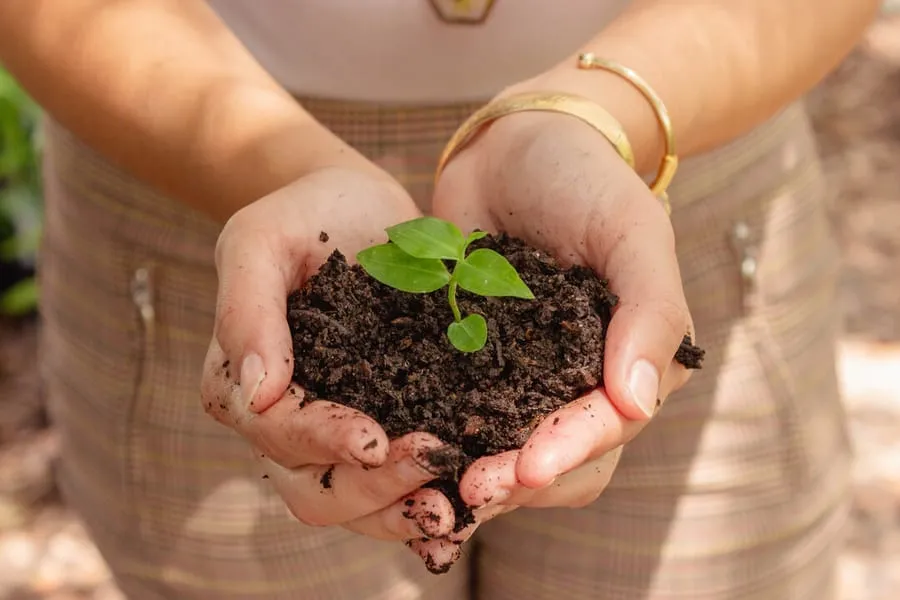 Hands holding dark soil with a small green plant seedling growing from it.
