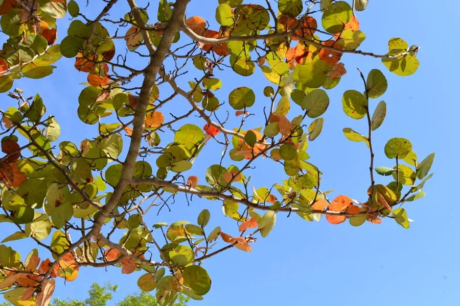 Branches with green and orange round leaves against a clear blue sky.